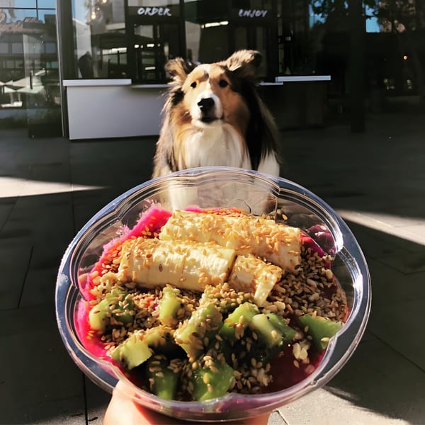 A dog looks at a Protini Bar acai bowl topped with banana, kiwi, and seeds.