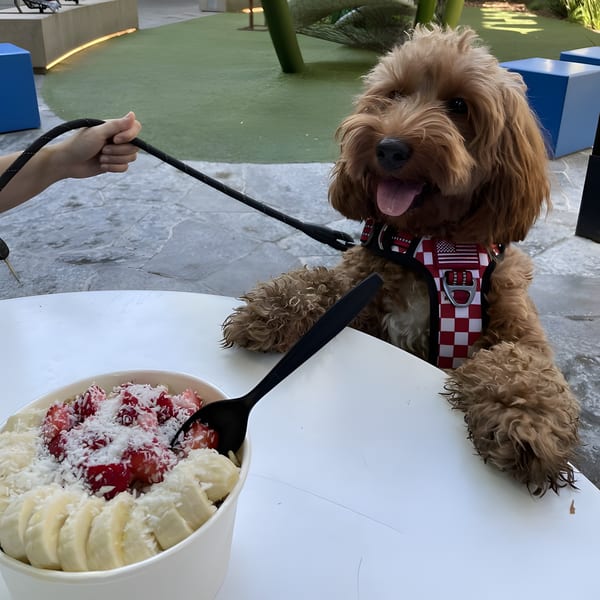 A fluffy brown dog in a checkered harness sits at a table with an acai bowl.